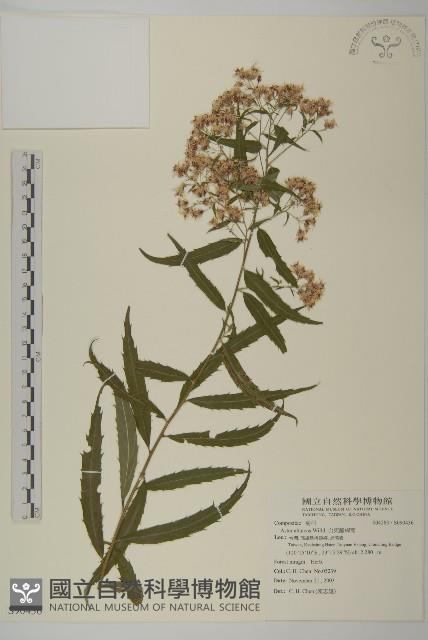 台東鐵桿蒿藏品圖，第1張