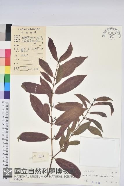 青紫木、紅背桂藏品圖，第1張