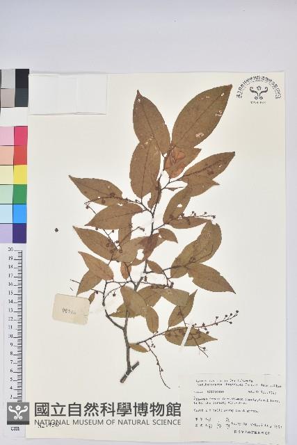 毛果珍珠花藏品圖，第1張