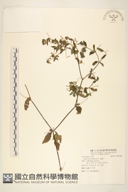 豨薟藏品圖，第1張