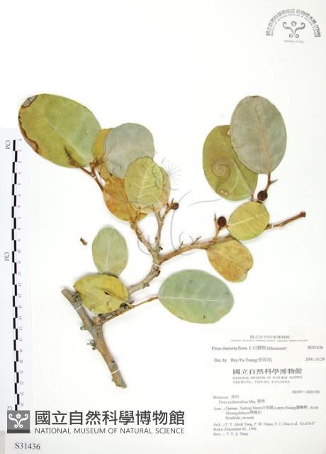 山豬枷藏品圖，第1張