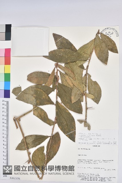 登錄號:S161436藏品圖，第1張