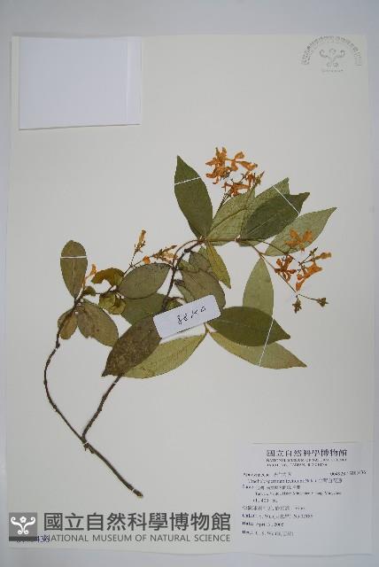 台灣白花藤藏品圖，第1張