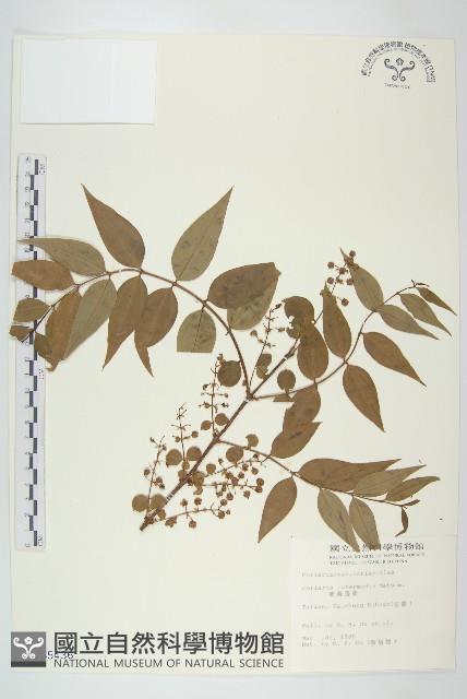 Taiwan Coriaria Collection Image, Figure 1, Total 2 Figures