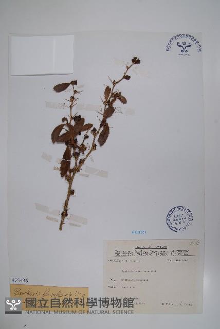 臺灣小蘗藏品圖，第1張