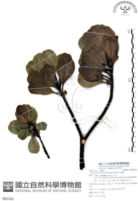 山欖、樹青藏品圖，第1張