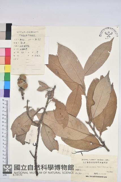 包槲柯藏品圖，第1張