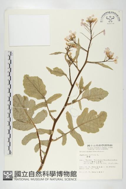 蘿蔔、夢卜藏品圖，第1張