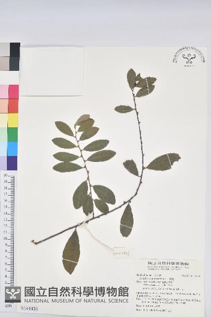 土密樹藏品圖，第1張