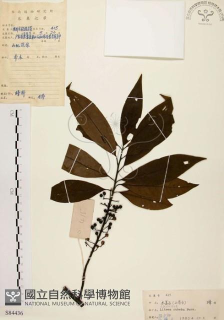 山胡椒藏品圖，第1張