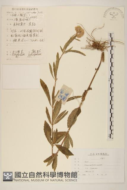 林氏澤蘭藏品圖，第1張