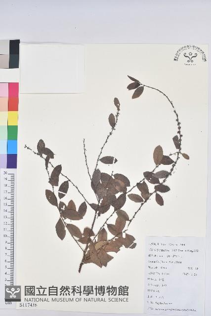 葉底珠、市蔥密花葉底珠藏品圖，第1張