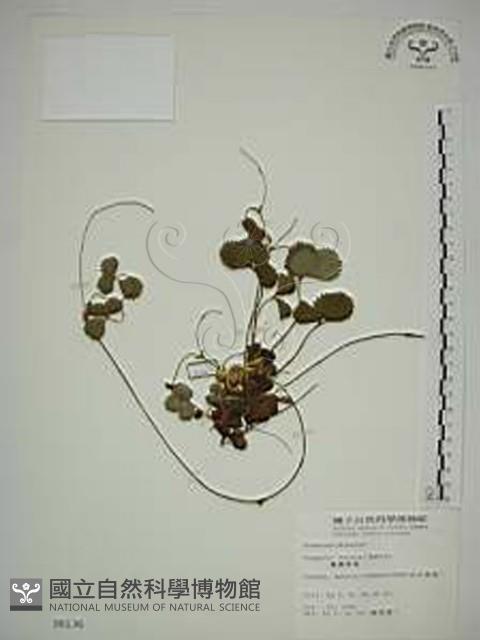 臺灣草莓藏品圖，第1張