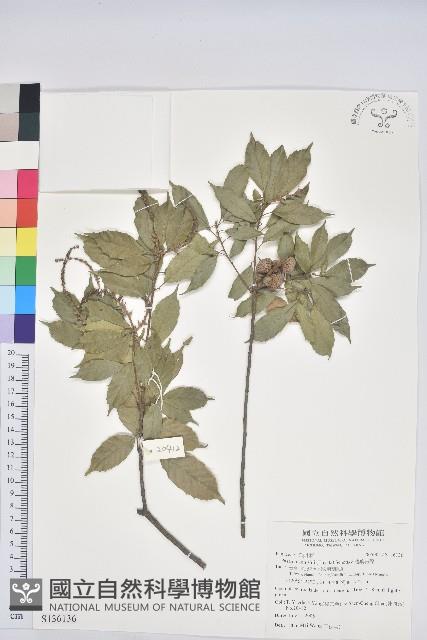 油葉石櫟藏品圖，第1張