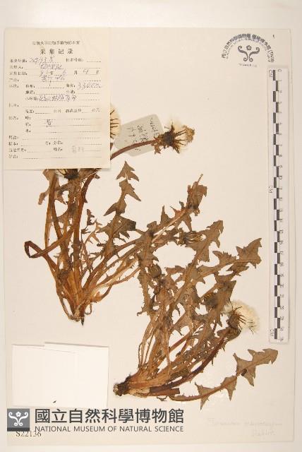 川藏蒲公英藏品圖，第1張