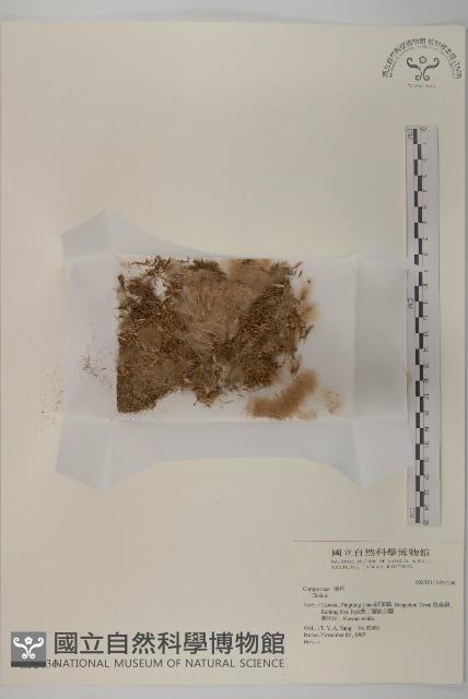 登錄號:S032136藏品圖，第1張