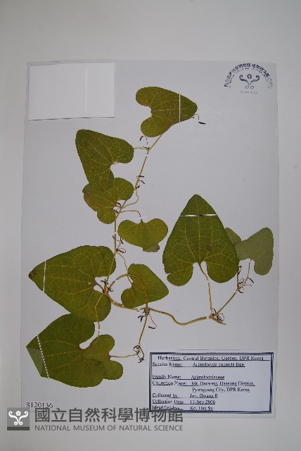 北馬兜鈴藏品圖，第1張