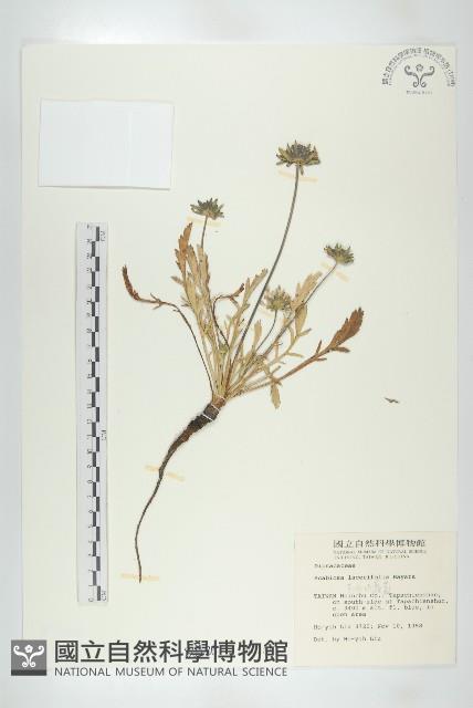 玉山山蘿蔔藏品圖，第1張