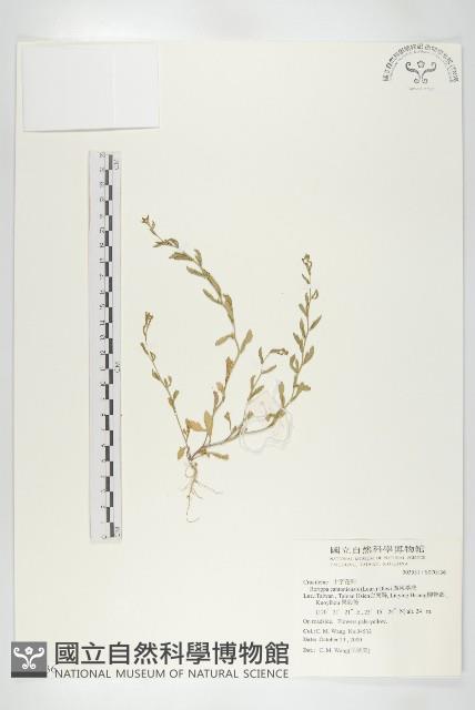 廣東葶藶藏品圖，第1張