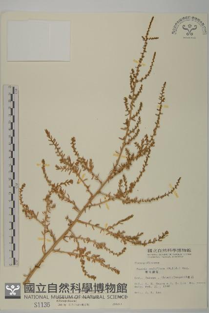 裸花鹼蓬藏品圖，第1張