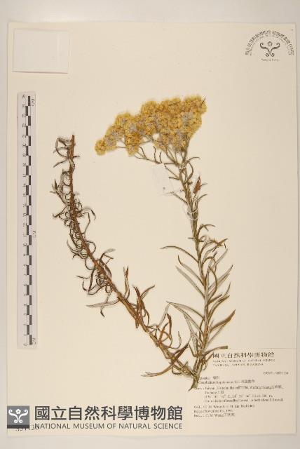 秋鼠麴草藏品圖，第1張