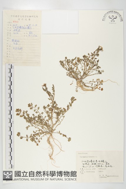 碎米薺藏品圖，第1張