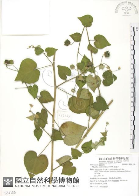 冬葵子藏品圖，第1張