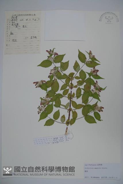 蝟實藏品圖，第1張