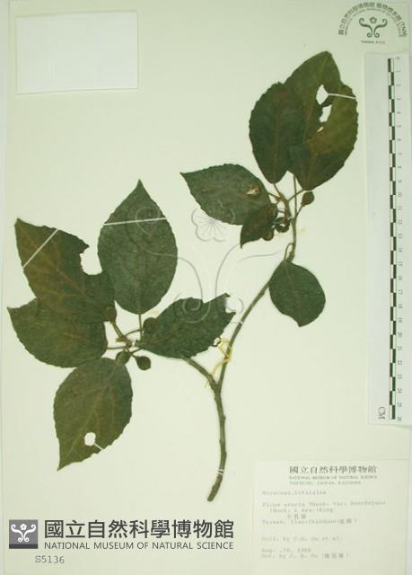 牛乳榕藏品圖，第1張