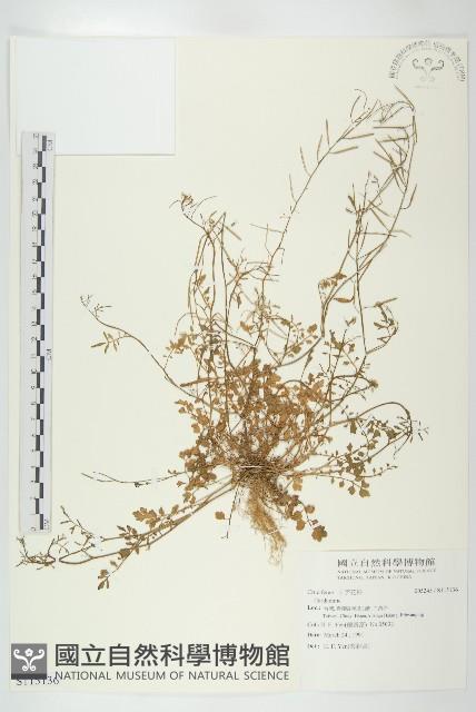 登錄號:S115136藏品圖，第1張