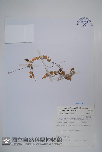 普刺特草藏品圖，第1張