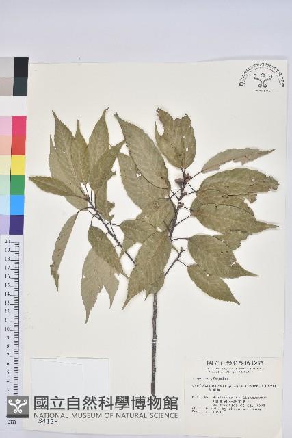 青剛櫟、鐵椆藏品圖，第1張