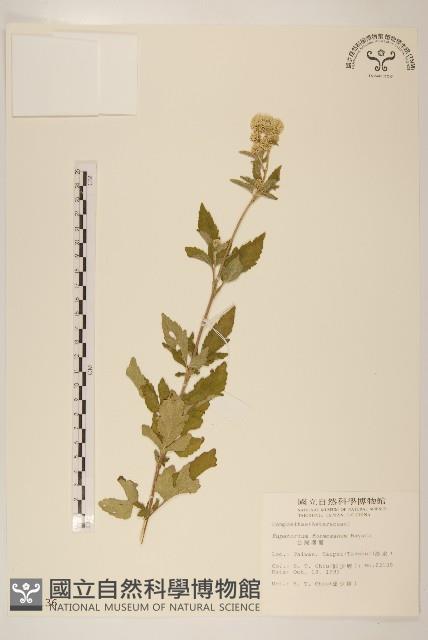 臺灣澤蘭藏品圖，第1張