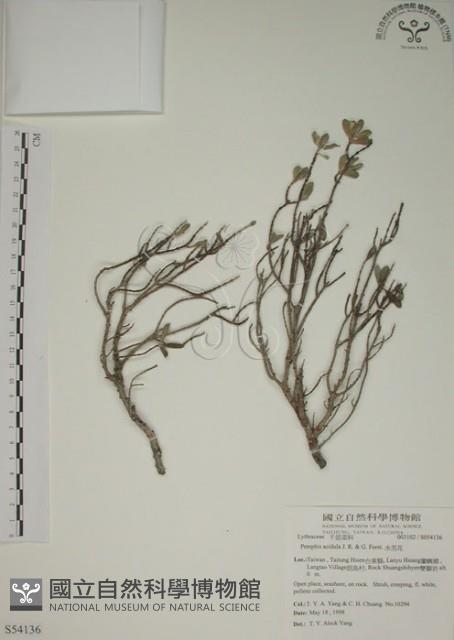 水芫花藏品圖，第1張