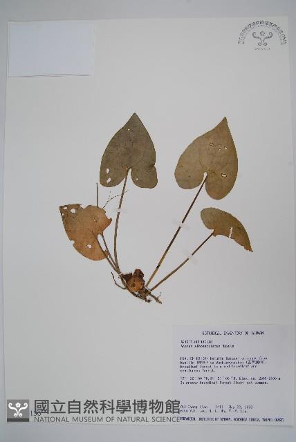 白斑細辛藏品圖，第1張