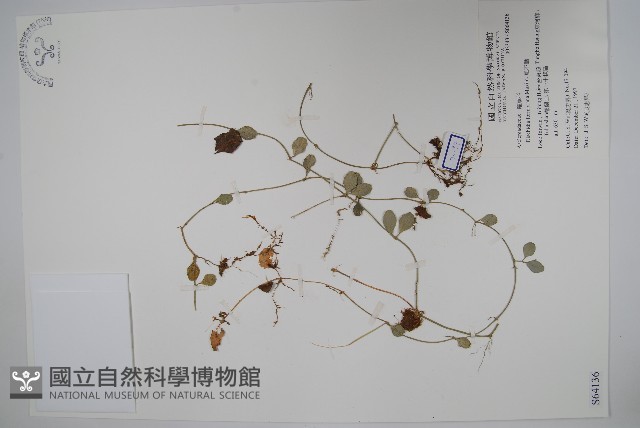 風不動藏品圖，第1張