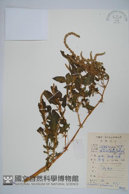 刺莧藏品圖，第1張