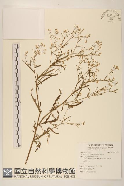 銀膠菊藏品圖，第1張