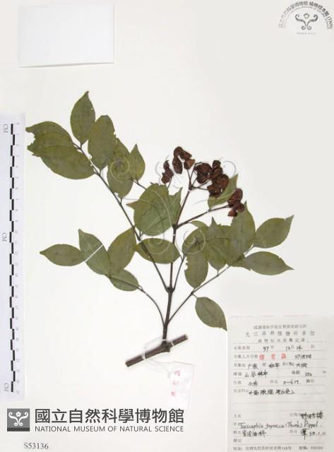 灰色木藍藏品圖，第1張