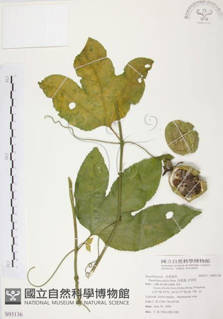 西番蓮、百香果藏品圖，第1張
