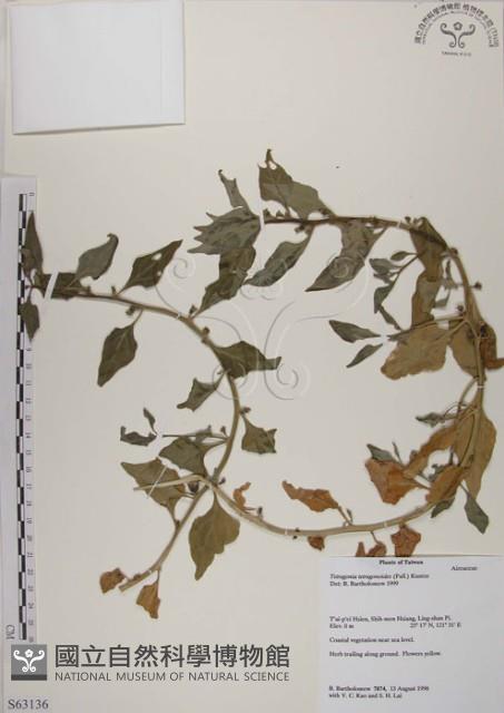 番杏藏品圖，第1張