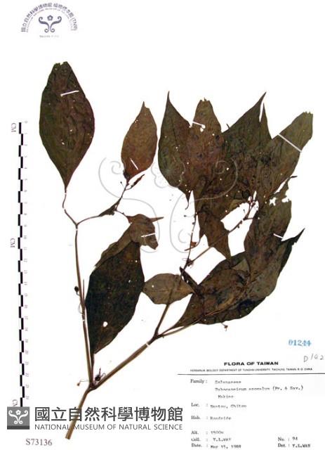 龍珠藏品圖，第1張