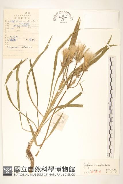 芼管草藏品圖，第1張