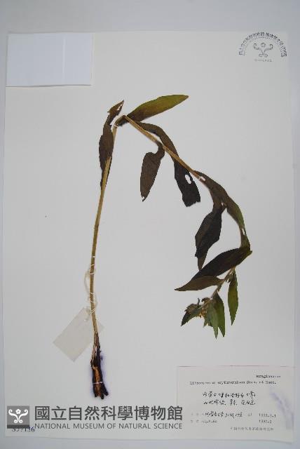 紫草藏品圖，第1張