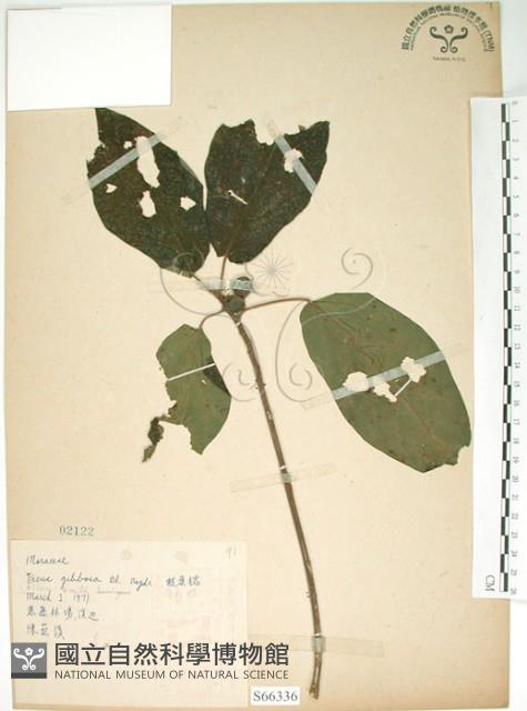 牛乳榕藏品圖，第1張