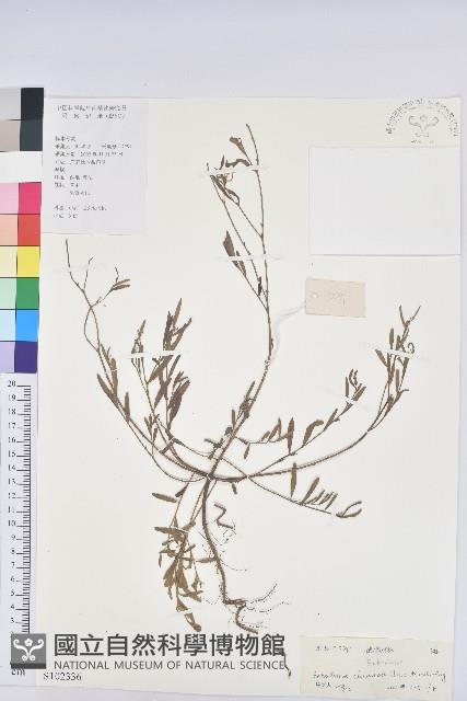 地楊桃藏品圖，第1張