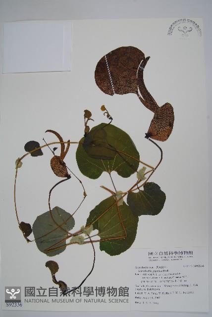 巨花馬兜鈴藏品圖，第1張