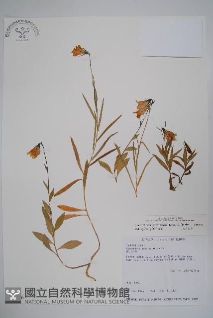 玉山沙參藏品圖，第1張