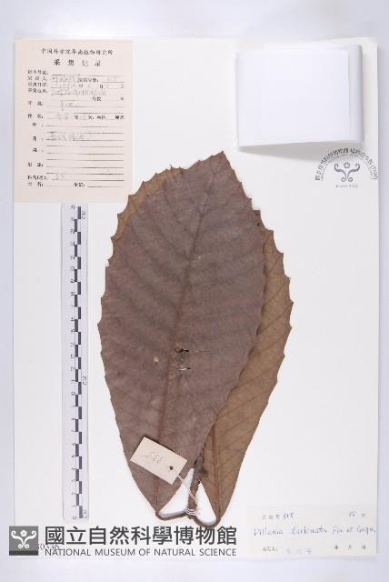 大花五椏果藏品圖，第1張