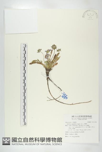 玉山山蘿蔔藏品圖，第1張